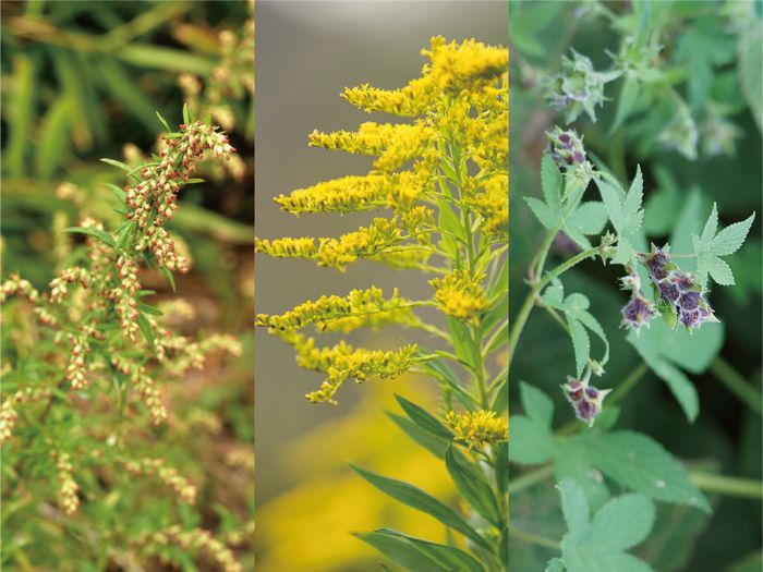 秋の花粉症 花粉用メガネ 花粉用ゴーグルで早めの対策を 遠近両用メガネレンズ 老眼対策 えんきんドットコム