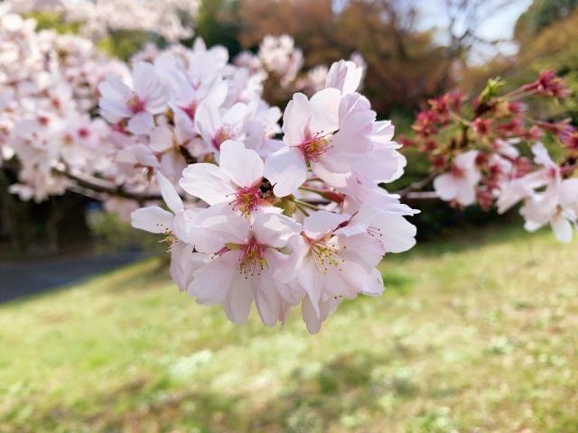 中近レンズ 桜